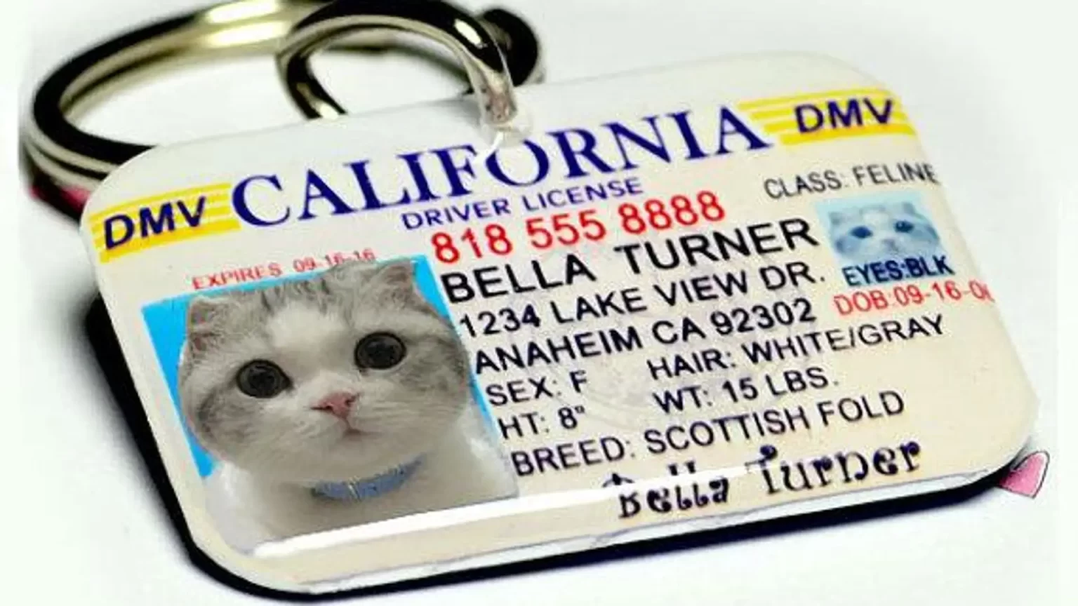 Personalized Pet ID Tags: Adding Style and Security to Your Pet’s Look