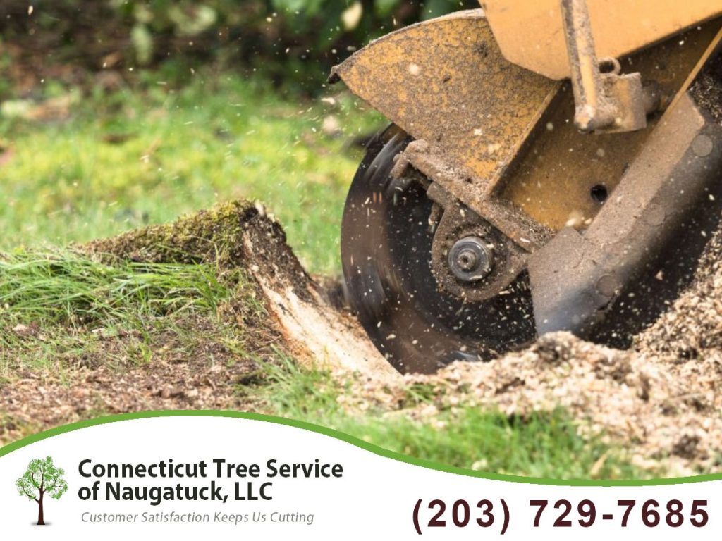 The Importance of Professional Tree Removal Services