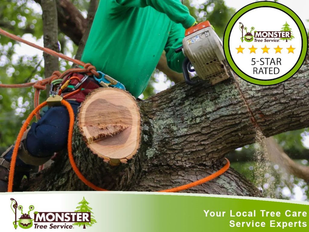 Tree Removal Springfield MO: Monster Tree Service