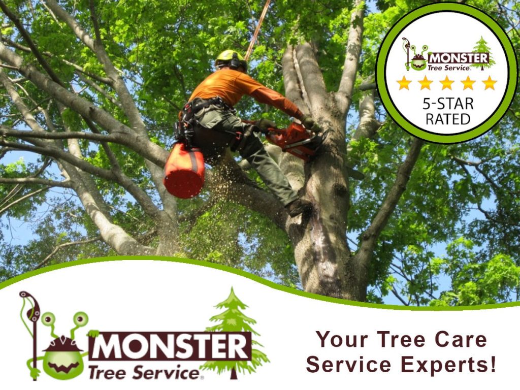 How to Find the Best Tree Removal Services