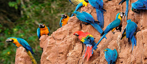Collpa Chuncho Tour 3 Days: The Ultimate Amazon Macaw Experience