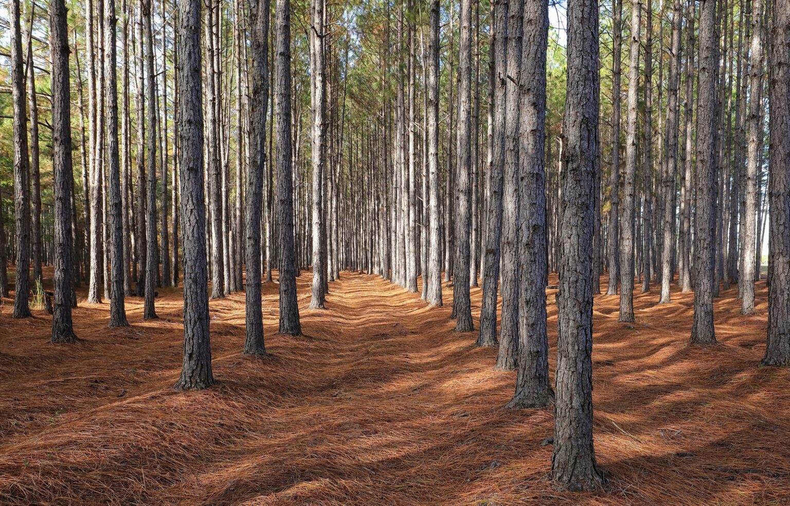 Clearing the Path Legally: A Complete Guide to Forestry Mulching Virginia Permits