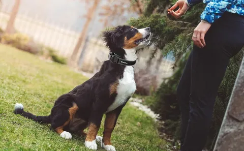 Large Dog Obedience Training Phoenix Helps Build Confidence and Control